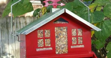 Quick and Easy Bird Seed Guide