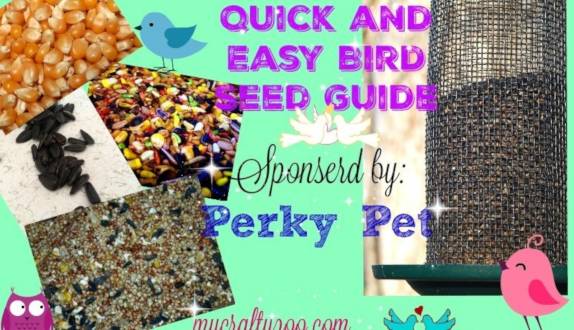 Quick and Easy Bird Seed Guide