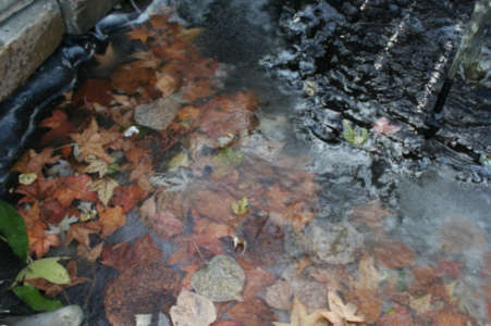 Fall Leaves Frozen In Koi Pond